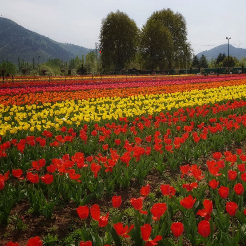 kashmir package tour itinerary from kolkata